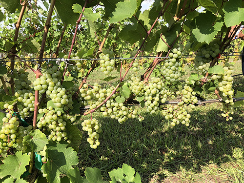 Fig 15_September 4 2018_(early veraison)